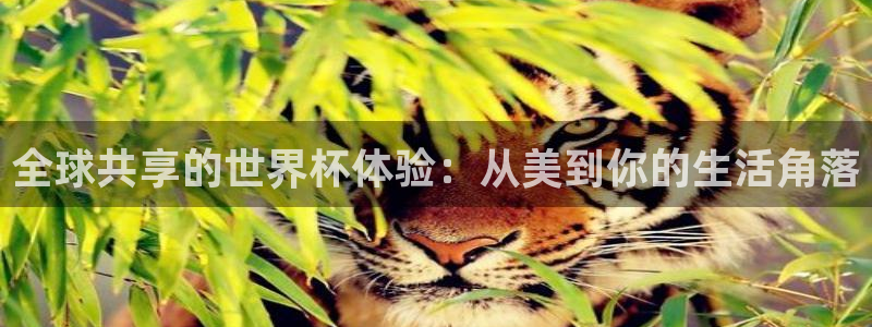 今年的世界杯：全球共享的世界杯体验：从美到你的生活角落
