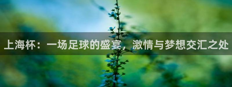 2026世界杯亚洲预选赛：上海杯：一场足球的盛宴，激情与梦想交汇之处